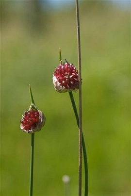 Weinberglauch